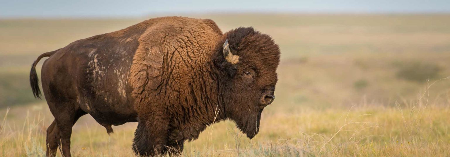 Qu’Appelle Valley Friendship Centre Aboriginal Friendship Centres of